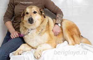 Собака Июль приют Беригиня
