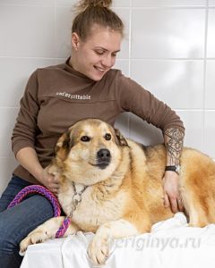 Собака Июль приют Беригиня