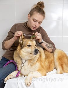Собака Июль приют Беригиня