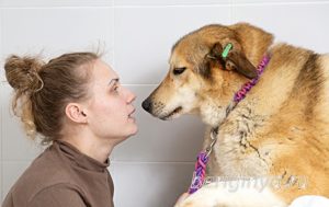 Собака Июль приют Беригиня