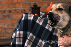 Собака Июль приют Беригиня