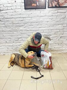 Собака Жорик приют Беригиня