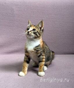 Кошка Кама приют Беригиня