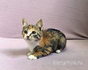Кошка Кама приют Беригиня