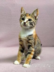 Кошка Кама приют Беригиня
