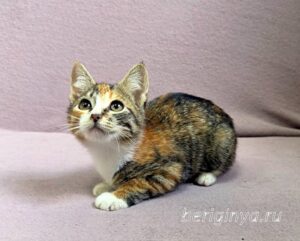 Кошка Кама приют Беригиня