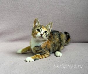 Кошка Кама приют Беригиня