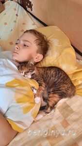 Кошка Кама приют Беригиня