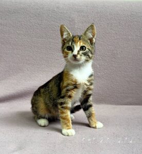 Кошка Кама приют Беригиня