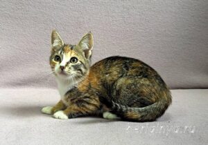 Кошка Кама приют Беригиня
