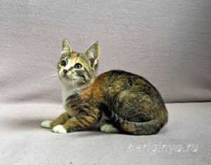 Кошка Кама приют Беригиня
