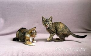 Кошки Кама и Кэт приют Беригиня