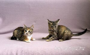 Кошки Кама и Кэт приют Беригиня