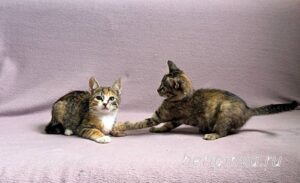 Кошки Кама и Кэт приют Беригиня