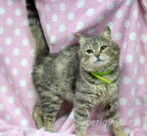 Кошка Кант приют Беригиня