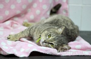 Кошка Кант приют Беригиня