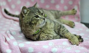 Кошка Кант приют Беригиня