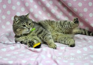 Кошка Кант приют Беригиня