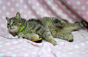 Кошка Кант приют Беригиня