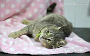 Кошка Кант приют Беригиня