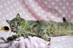 Кошка Кант приют Беригиня