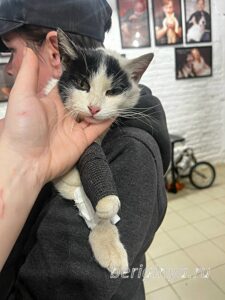Кошка Капитошка приют Беригиня