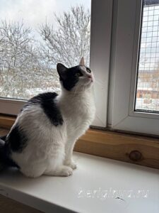 Кошка Капитошка приют Беригиня