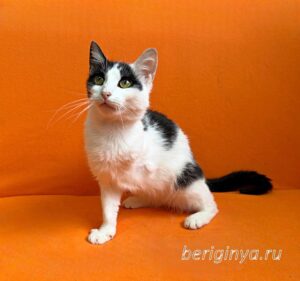 Кошка Капитошка приют Беригиня