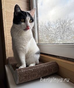 Кошка Капитошка приют Беригиня