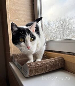 Кошка Капитошка приют Беригиня