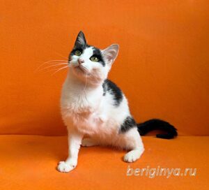 Кошка Капитошка приют Беригиня