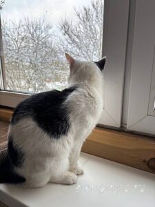 Кошка Капитошка приют Беригиня