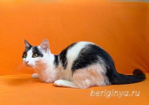 Кошка Капитошка приют Беригиня