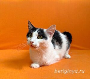Кошка Капитошка приют Беригиня