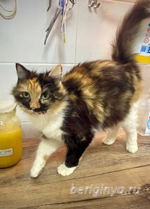 Кошка Карамелька приют Беригиня