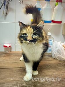 Кошка Карамелька приют Беригиня