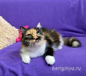 Кошка Карамелька приют Беригиня