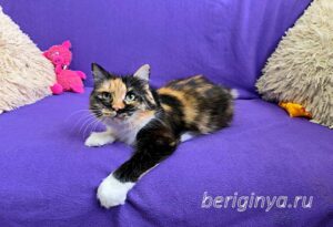 Кошка Карамелька приют Беригиня