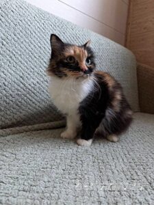 Кошка Карамелька приют Беригиня