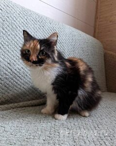 Кошка Карамелька приют Беригиня
