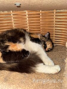 Кошка Карамелька приют Беригиня