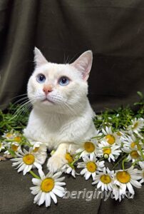 Кошка Каспер приют Беригиня