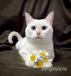 Кошка Каспер приют Беригиня