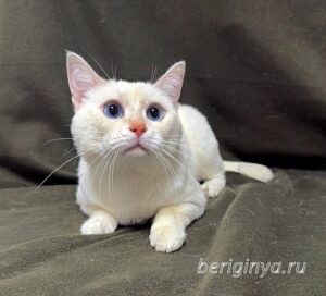 Кошка Каспер приют Беригиня