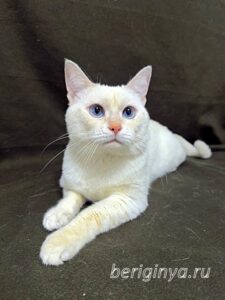 Кошка Каспер приют Беригиня