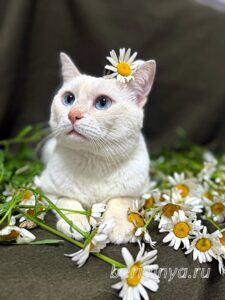 Кошка Каспер приют Беригиня