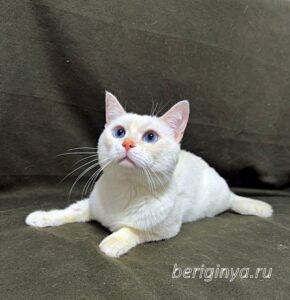Кошка Каспер приют Беригиня