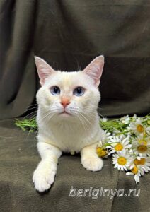 Кошка Каспер приют Беригиня