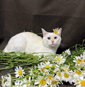 Кошка Каспер приют Беригиня