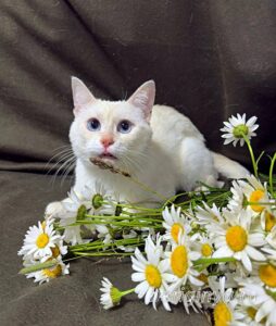 Кошка Каспер приют Беригиня